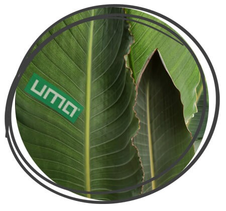 uma Logo auf einem grünen Blatt
